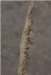 Calamagrostis breviligulata (Fern.) Saarela ssp. breviligulata