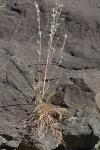 Andropogon ternarius Michx. var. ternarius