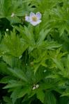 Anemone canadensis L.