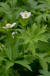 Anemone canadensis L.