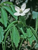 Anemone lancifolia Pursh