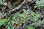 Antennaria howellii Greene ssp. neodioica (Greene) Bayer
