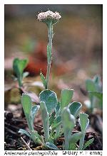 Antennaria plantaginifolia (L.) Richards.