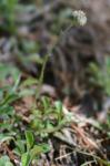 Antennaria virginica Stebbins