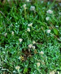 Antennaria virginica Stebbins