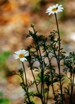 Anthemis arvensis L.