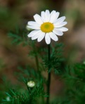 Anthemis cotula L.