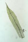 Aphanorrhegma serratum (Hook. & Wilson) Sull.