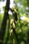 Aplectrum hyemale (Muhl. ex Willd.) Torrey
