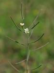 Arabidopsis thaliana (Linnaeus) Heynhold