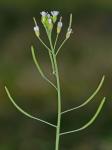 Arabidopsis thaliana (Linnaeus) Heynhold