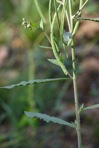Borodinia canadensis (L.) P.J. Alexander & Windham