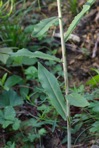 Borodinia canadensis (L.) P.J. Alexander & Windham