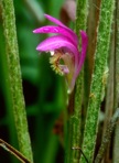 Arethusa bulbosa L.