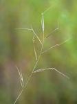 Aristida ramosissima Engelm. ex A.Gray,