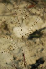 Aristida tuberculosa Nutt.