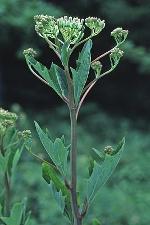 Arnoglossum atriplicifolium (L.) H.E. Robins.
