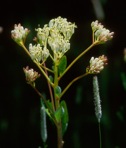 Arnoglossum atriplicifolium (L.) H.E. Robins.