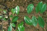Aronia prunifolia (Marsh.) Rehder