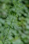 Artemisia annua L.