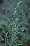 Artemisia ludoviciana Nutt. ssp. ludoviciana