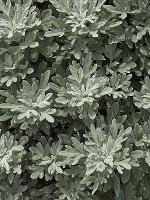 Artemisia stelleriana Bess.