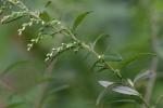 Artemisia vulgaris L. var. vulgaris