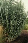 Arundo donax L.