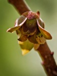 Asimina parviflora (Michx.) Dunal