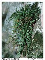 Asplenium montanum Willd.