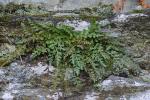 Asplenium montanum Willd.