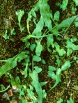 Asplenium rhizophyllum L.