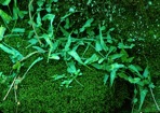 Asplenium rhizophyllum L.