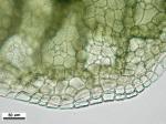 Asterella tenella (L.) P. Beauv.
