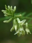 Astragalus neglectus (Torr. & Gray) Sheldon