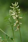 Astragalus neglectus (Torr. & Gray) Sheldon