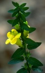 Aureolaria levigata (Raf.) Raf.