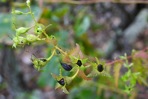 Aureolaria pedicularia (L.) Raf.