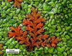 Azolla filiculoides Lam.