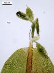 Barbula indica (Hook.) Spreng. var. indica
