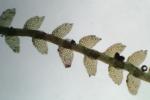 Bazzania tricrenata (Wahlenb.) Trevis. Lindb. var. tricrenata