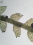 Bazzania tricrenata (Wahlenb.) Trevis. Lindb. var. tricrenata