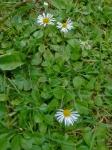 Bellis perennis L.