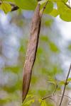 Bignonia capreolata L.