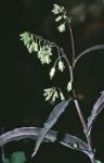 Borodinia laevigata (Muhl. ex Willd.) P.J. Alexander & Windham