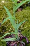 Borodinia laevigata (Muhl. ex Willd.) P.J. Alexander & Windham