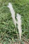 Bothriochloa torreyana (Steud.) Scrivanti & Antón
