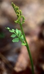 Botrychium matricariifolium (Doll) A. Braun ex Koch