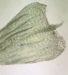 Brachythecium rivulare Schimper