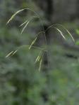 Bromus pubescens Sprengel